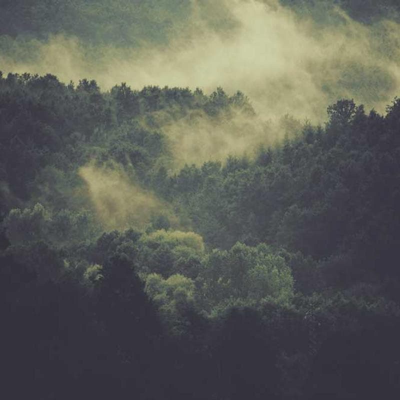 Premium Cotton Polo Shirt