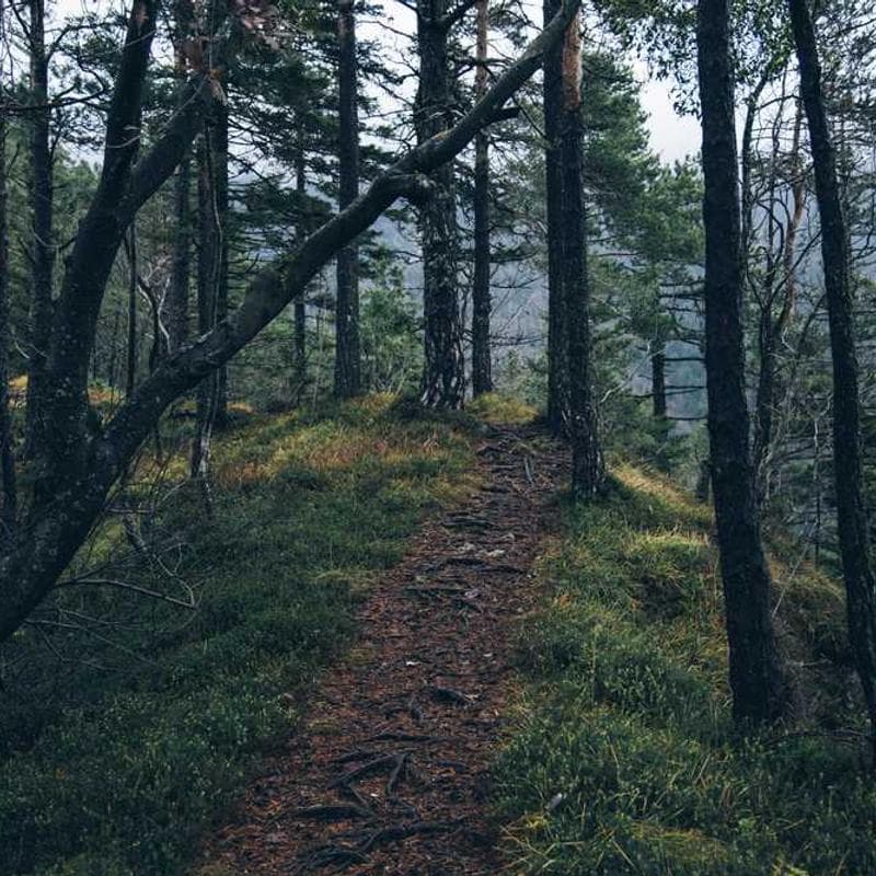 Digital Body Weight Scale